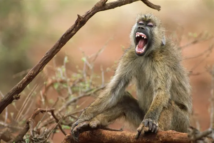Framed Print : Yellow Baboon - Sitting down vocalising - East Africa JFL00956 Framed Print : Yellow Baboon - Sitting down vocalising - East Africa JFL00956
