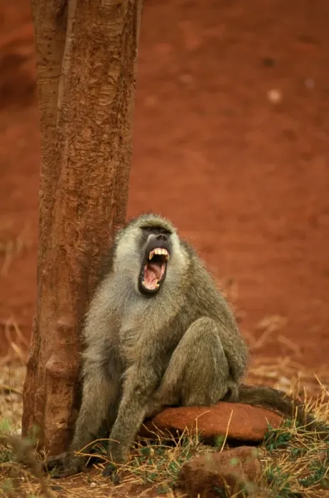 Framed Print : Yellow Baboon - Vocalising on ground next to tree - Kenya - Africa JFL00960 Framed Print : Yellow Baboon - Vocalising on ground next to tree - Kenya - Africa JFL00960