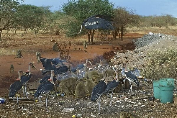 Yellow Baboons and Marabou Storks (Leptoptilos crumeniferus) scavenging from a garbage tip, Kenya JFL02996