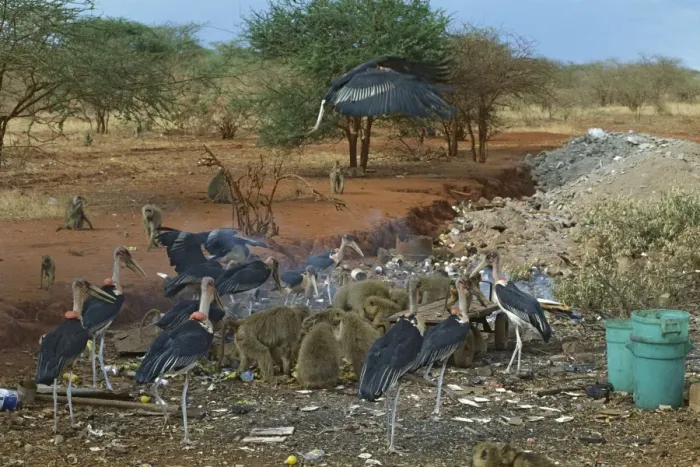 Framed Print : Yellow Baboons and Marabou Storks (Leptoptilos crumeniferus) scavenging from a garbage tip, Kenya JFL02996 Framed Print : Yellow Baboons and Marabou Storks (Leptoptilos crumeniferus) scavenging from a garbage tip, Kenya JFL02996