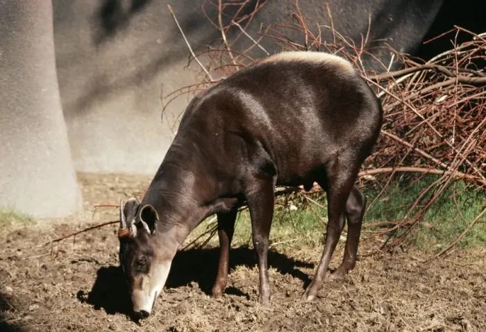 Framed Print : Yellow-backed Duiker Framed Print : Yellow-backed Duiker