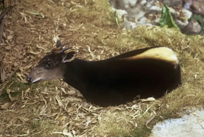 Framed Print : Yellow-backed Duiker - showing yellow stripe Framed Print : Yellow-backed Duiker - showing yellow stripe