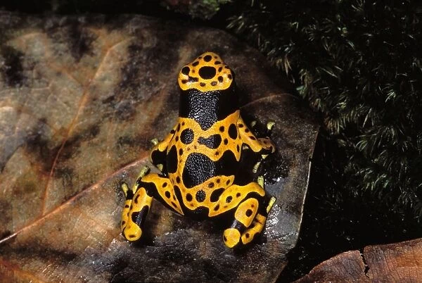 Yellow-banded Poison Arrow  /  Poison Dart Frog