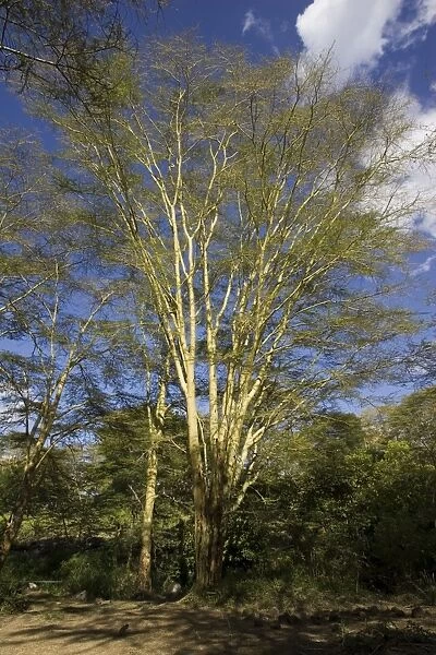 Yellow-barked Acacia or Fever Trees at Mzima Springs. Tsavo West National Park, Kenya