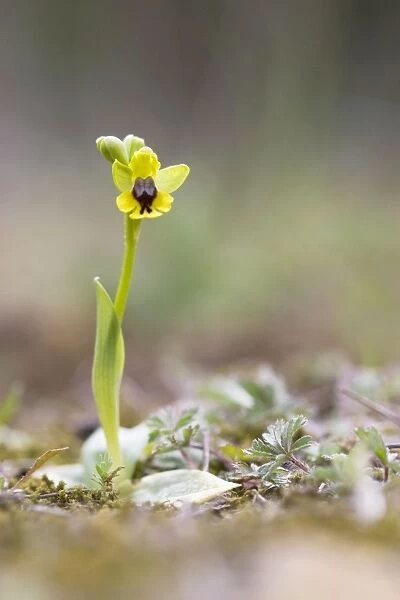 Yellow Bee Orchid