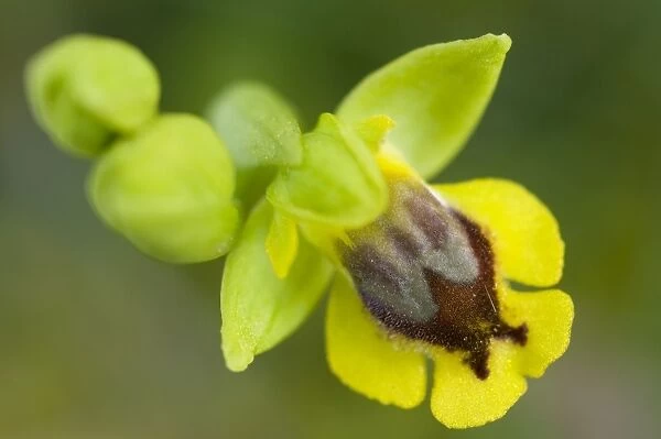 Yellow Bee Orchid  /  Yellow Ophrys - close up - Italy