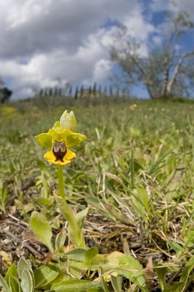 Yellow Bee Orchid  /  Yellow Ophrys - in habitat - Italy