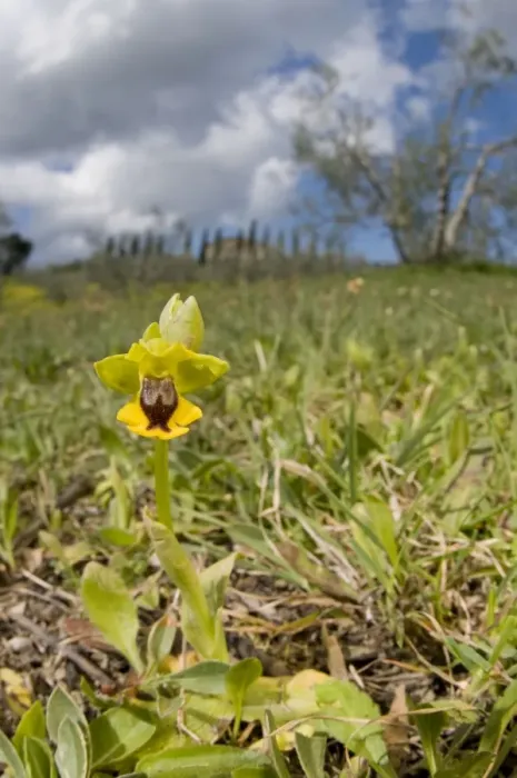 Framed Print : Yellow Bee Orchid / Yellow Ophrys - in habitat - Italy Framed Print : Yellow Bee Orchid / Yellow Ophrys - in habitat - Italy