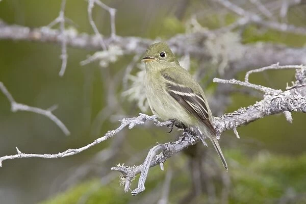 Yellow-bellied Flycatcher - Maine USA - May