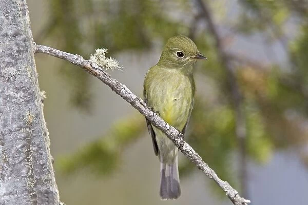 Yellow-bellied Flycatcher - Maine USA - May