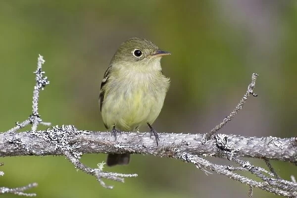 Yellow-bellied Flycatcher - spring - northern Maine - USA