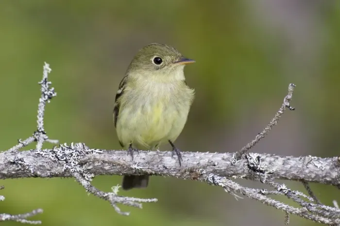 Framed Print : Yellow-bellied Flycatcher - spring - northern Maine - USA Framed Print : Yellow-bellied Flycatcher - spring - northern Maine - USA