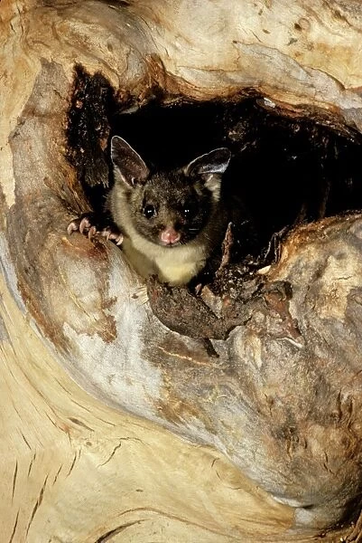 Yellow-bellied Glider - In hollow of tree - South coast New South Wales, Australia JPF01871