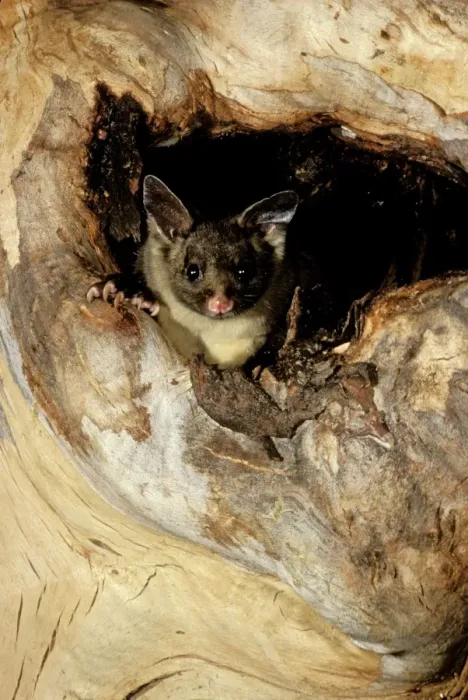 Framed Print : Yellow-bellied Glider - In hollow of tree - South coast New South Wales, Australia JPF01871 Framed Print : Yellow-bellied Glider - In hollow of tree - South coast New South Wales, Australia JPF01871