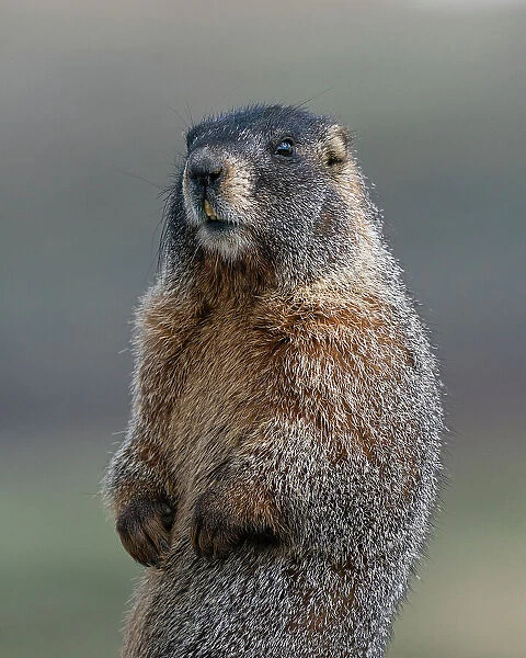 Yellow-bellied marmot at attention, Mount Evans Wilderness, Colorado Date: 14-06-2021