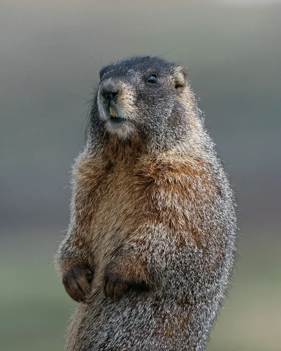 Framed Print : Yellow-bellied marmot at attention, Mount Evans Wilderness, Colorado Date: 14-06-2021 Framed Print : Yellow-bellied marmot at attention, Mount Evans Wilderness, Colorado Date: 14-06-2021