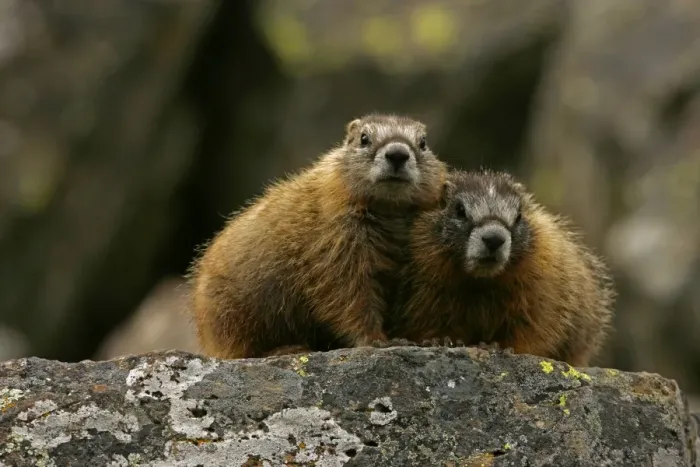 Framed Print : Yellow-bellied Marmots - Young - Found in central to northwestern United States - Lives on rocky slopes or outcrops-on sides of mountain and meadows in nest sites among piles of boulders - Lives in groups or harems defended by a dominate Framed Print : Yellow-bellied Marmots - Young - Found in central to northwestern United States - Lives on rocky slopes or outcrops-on sides of mountain and meadows in nest sites among piles of boulders - Lives in groups or harems defended by a dominate