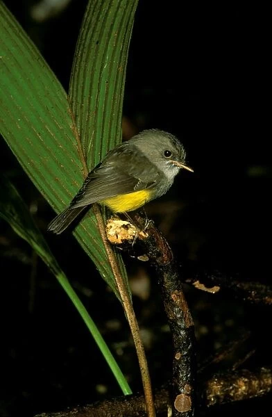 Yellow-bellied Robin - Perched on branch JPF52133