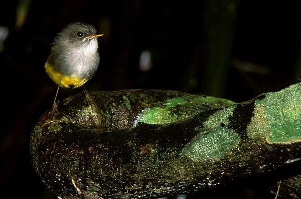 Yellow-bellied Robin - Perched on log JPF52134