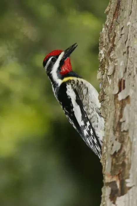 Framed Print : Yellow-bellied Sapsucker Framed Print : Yellow-bellied Sapsucker