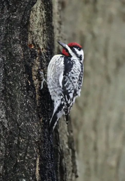 Framed Print : Yellow-bellied Sapsucker - at sap well Hamden, Connecticut, USA Framed Print : Yellow-bellied Sapsucker - at sap well Hamden, Connecticut, USA
