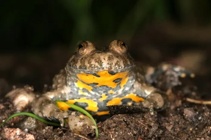 Framed Print : Yellow-bellied Toad