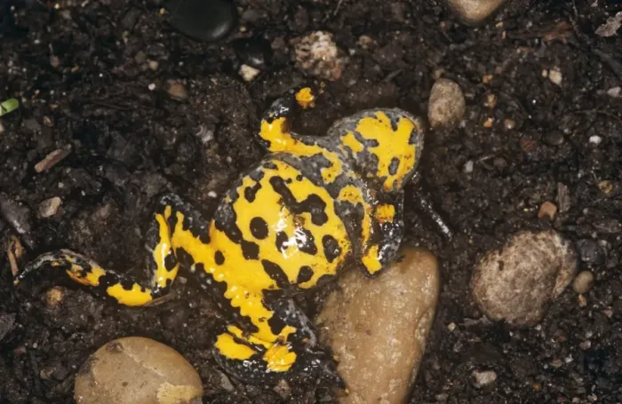 Framed Print : Yellow-bellied Toad Framed Print : Yellow-bellied Toad