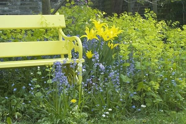 Yellow Bench and Lilly flowering West Point Tulips amongst Bluebells and Smyrnium perfoliatum