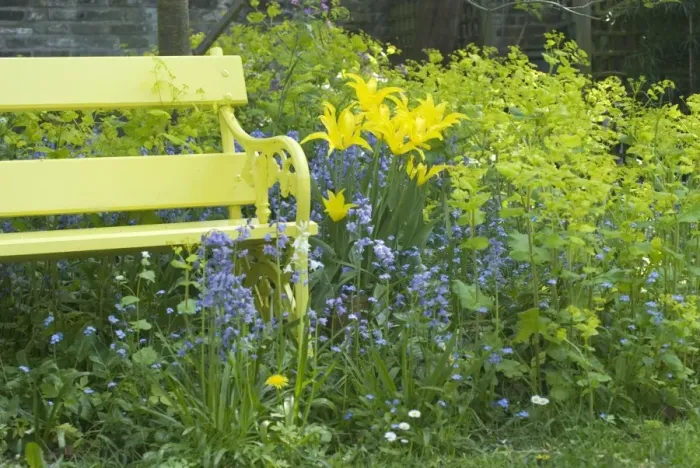 Framed Print : Yellow Bench and Lilly flowering West Point Tulips amongst Bluebells and Smyrnium perfoliatum Framed Print : Yellow Bench and Lilly flowering West Point Tulips amongst Bluebells and Smyrnium perfoliatum