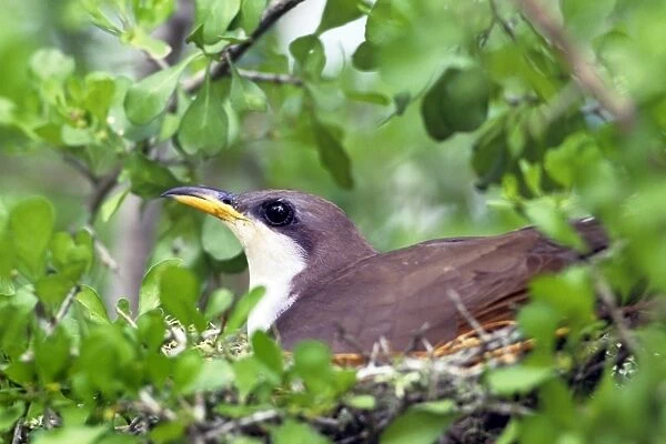 Yellow-billed Cuckoo - on nest - Texas