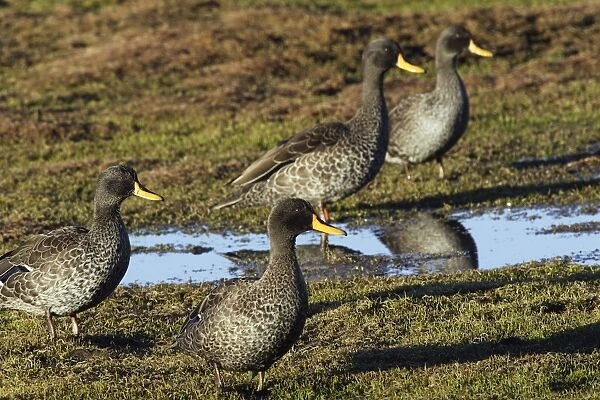 Yellow-billed Duck. Bale Mountains - Ethiopia - Africa