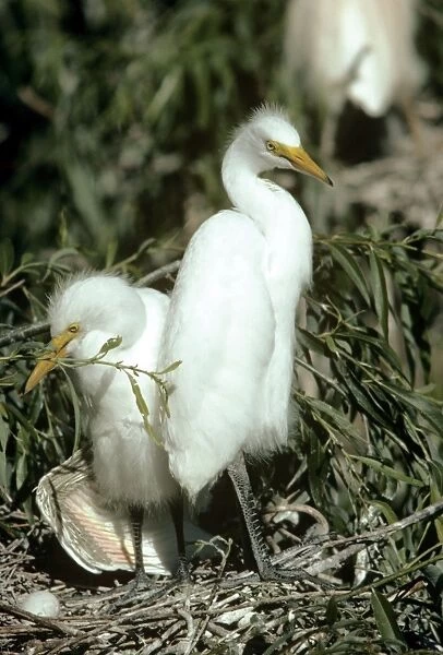 Yellow-billed Egret - young at nest