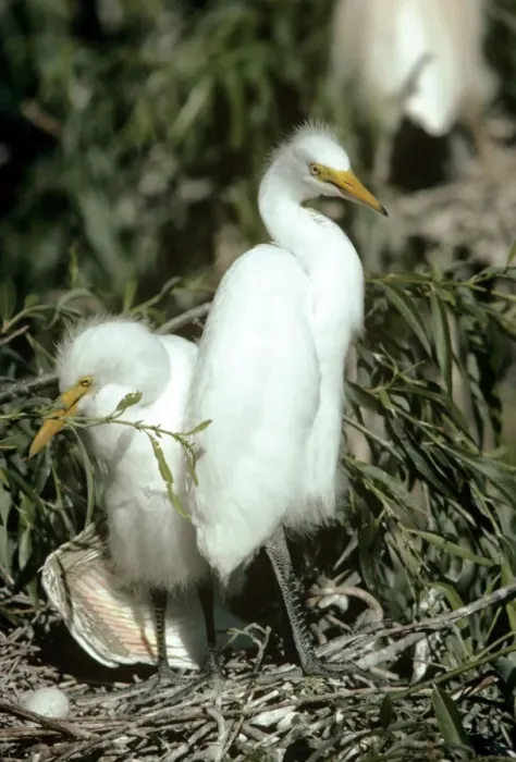 Framed Print : Yellow-billed Egret - young at nest Framed Print : Yellow-billed Egret - young at nest