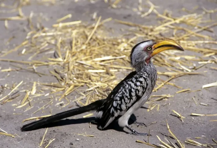 Framed Print : Yellow-billed Hornbill Framed Print : Yellow-billed Hornbill