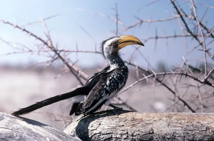 Framed Print : Yellow-billed Hornbill - Etosha National Park - Namibia Framed Print : Yellow-billed Hornbill - Etosha National Park - Namibia