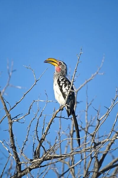 Yellow-billed Hornbill - Sitting on branch with beak open - Kalahari - Botswana