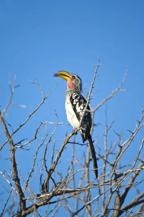 Framed Print : Yellow-billed Hornbill - Sitting on branch with beak open - Kalahari - Botswana Framed Print : Yellow-billed Hornbill - Sitting on branch with beak open - Kalahari - Botswana
