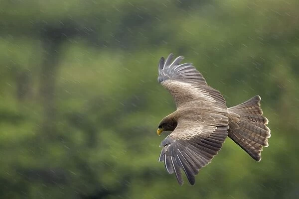 Yellow billed Kite - In flight during heavy rainfall in central Namibia, Africa (Used to be considered sub-species of the Black Kite - Milvus migrans)