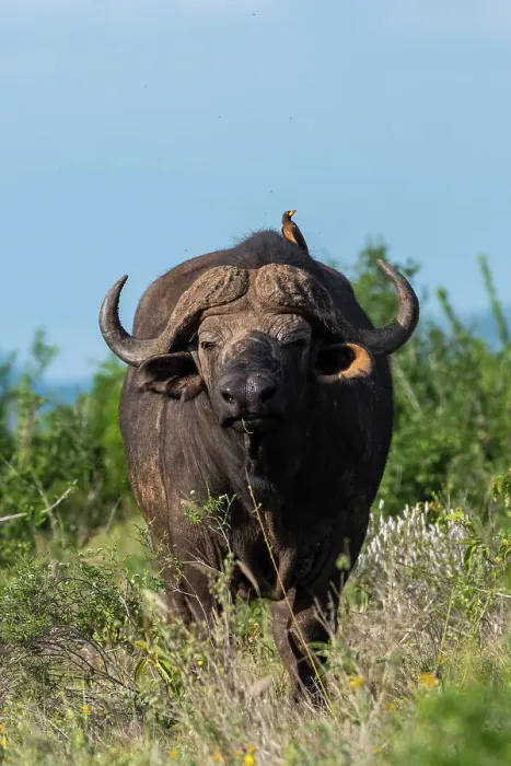 Framed Print : Yellow-billed oxpecker (Buphagus africanus) on a Cape buffalo (Syncerus caffer), Tsavo, Kenya. Date: 06-12-2018 Framed Print : Yellow-billed oxpecker (Buphagus africanus) on a Cape buffalo (Syncerus caffer), Tsavo, Kenya. Date: 06-12-2018