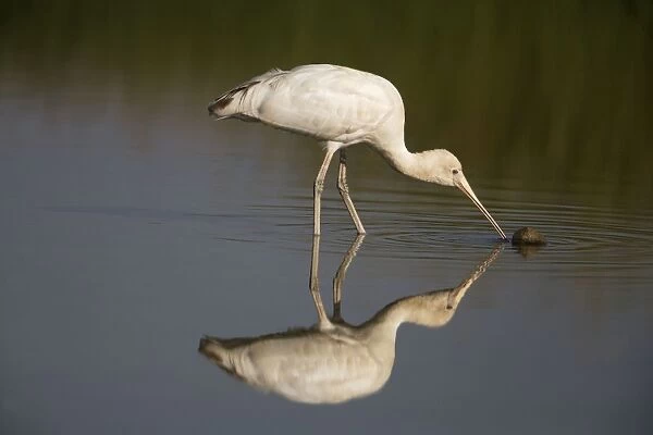 Yellow-billed Spoonbill on a shallow pool by the Mt Barnett sewage pond, Gibb River Road, Kimberley, Western Australia