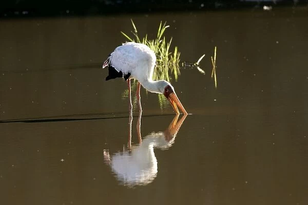 Yellow-billed Stork - feeding in water. South Luangwa Valley National Park - Zambia - Africa