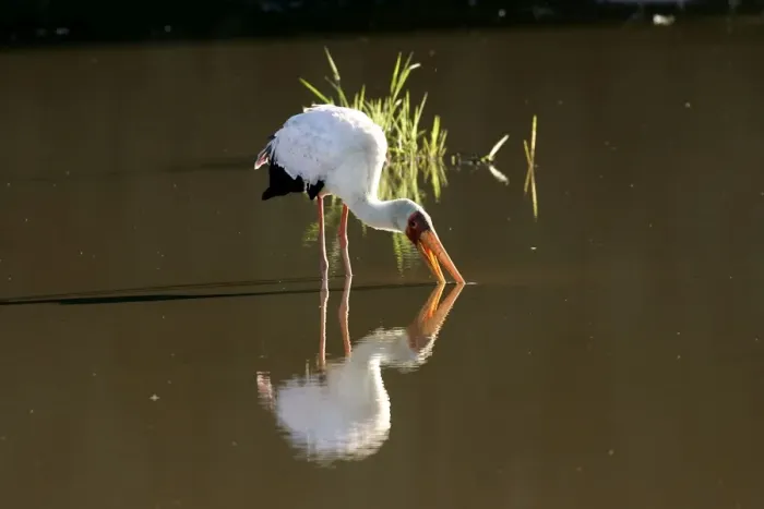 Framed Print : Yellow-billed Stork - feeding in water. South Luangwa Valley National Park - Zambia - Africa Framed Print : Yellow-billed Stork - feeding in water. South Luangwa Valley National Park - Zambia - Africa