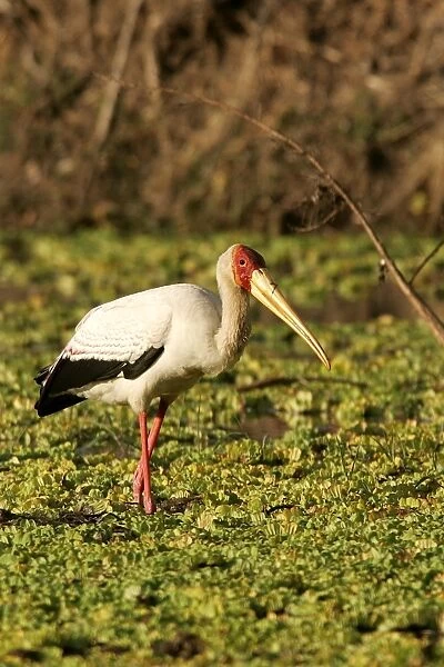 Yellow-billed Stork. South Luangwa Valley National Park - Zambia - Africa