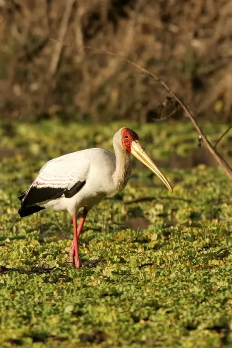 Framed Print : Yellow-billed Stork. South Luangwa Valley National Park - Zambia - Africa Framed Print : Yellow-billed Stork. South Luangwa Valley National Park - Zambia - Africa