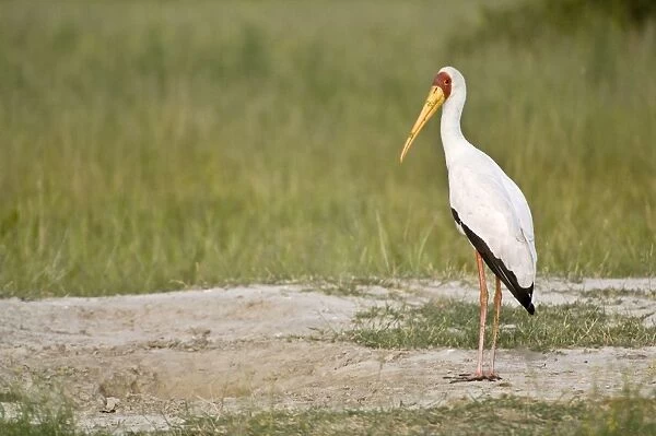 Yellow-billed Stork - Standing on bare ground - Okavango Delta - Botswana