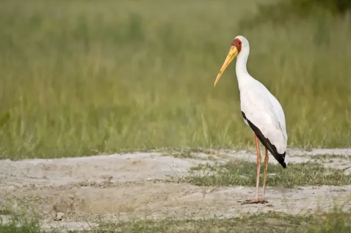 Framed Print : Yellow-billed Stork - Standing on bare ground - Okavango Delta - Botswana Framed Print : Yellow-billed Stork - Standing on bare ground - Okavango Delta - Botswana