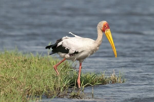 Yellow-Billed Stork - stepping into river - Chobe River - Botswana