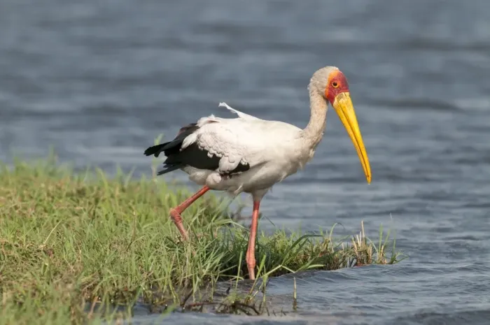 Framed Print : Yellow-Billed Stork - stepping into river - Chobe River - Botswana