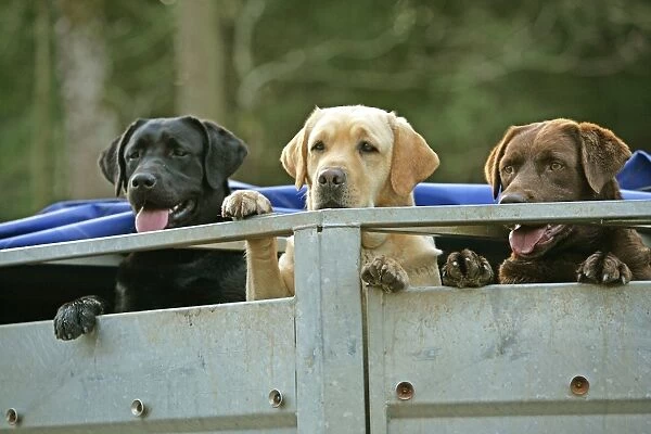 Yellow, Black and Chocolate Labradors - looking out of back of truck
