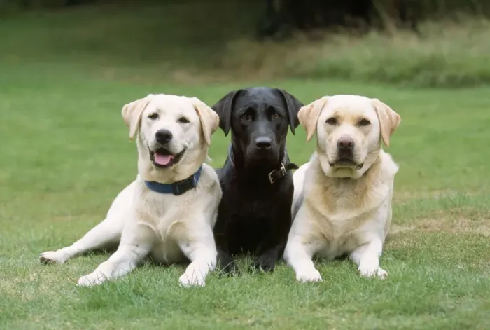 Framed Print : Yellow & Black Labrador Dogs Framed Print : Yellow & Black Labrador Dogs